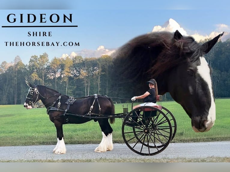 Shire Wałach 10 lat Kara in Vernon, VA