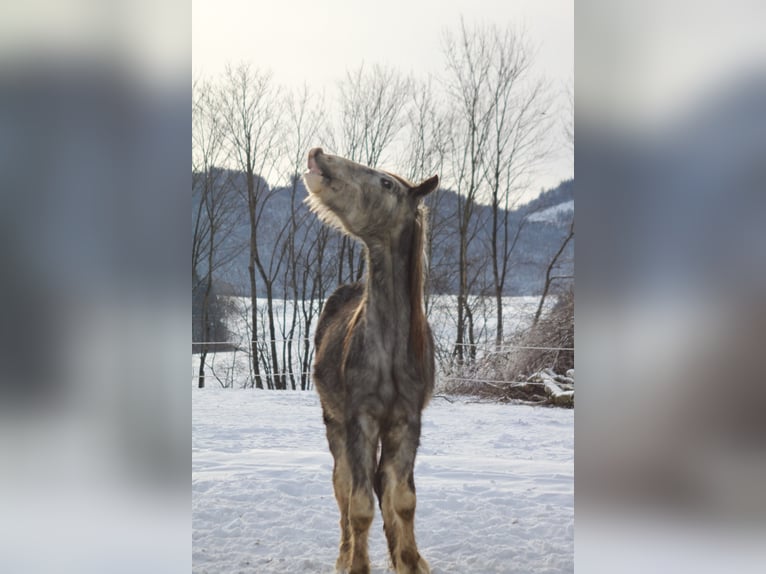 Shire Wałach 3 lat 171 cm Może być siwy in Bad F&#xFC;ssing