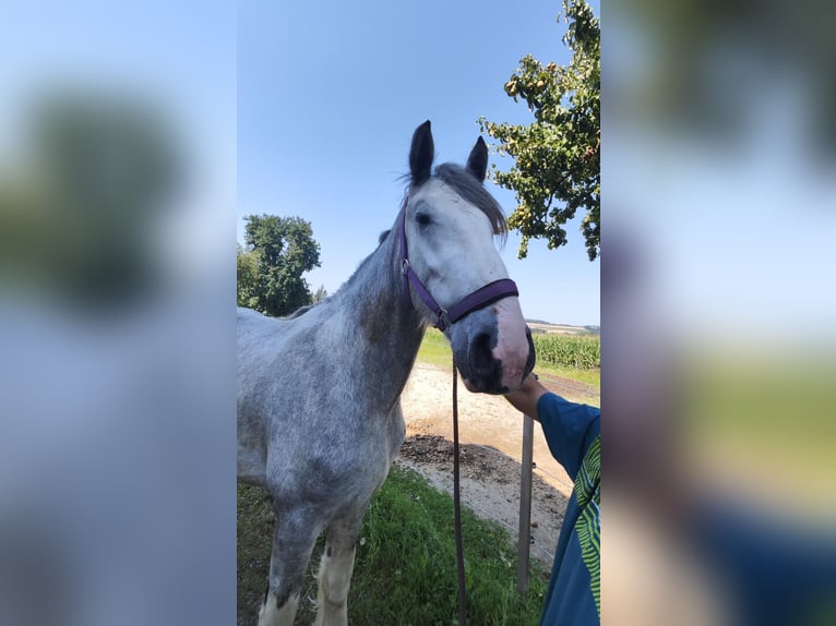 Shire Wałach 4 lat 180 cm Siwa in Ried im Innkreis