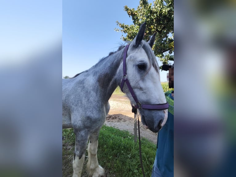 Shire Wałach 4 lat 180 cm Siwa in Ried im Innkreis