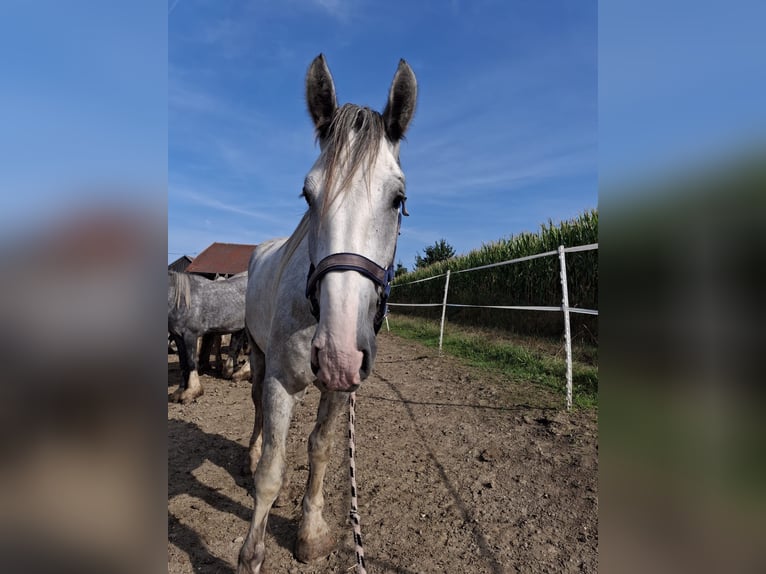 Shire Wałach 4 lat 180 cm Siwa in Ried im Innkreis