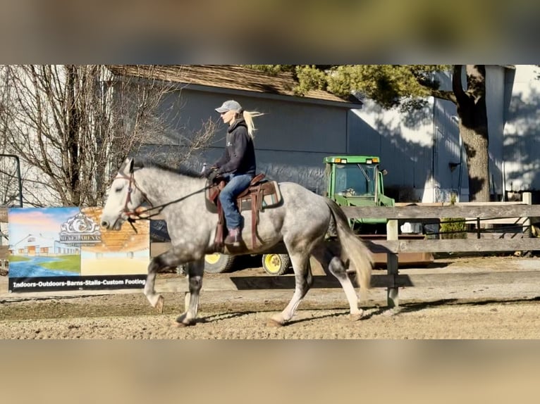 Shire Mix Wałach 5 lat 163 cm Siwa in Gap