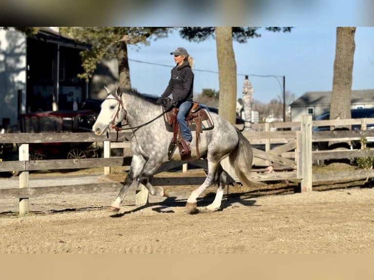 Shire Mix Wałach 5 lat 163 cm Siwa in Gap