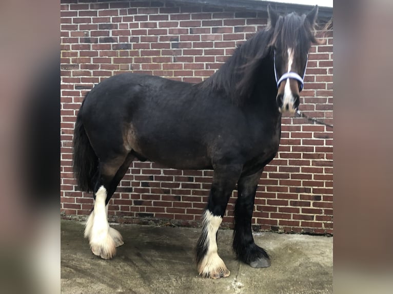 Shire Wałach 5 lat 175 cm Ciemnogniada in Haselau