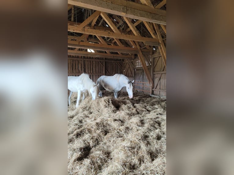 Shire Wałach 5 lat 180 cm Siwa in Ried im Innkreis