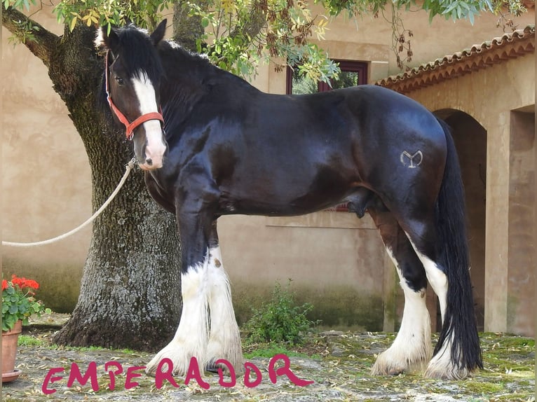 Shirehäst Hingst 6 år 187 cm Brun in Yecla De Yeltes