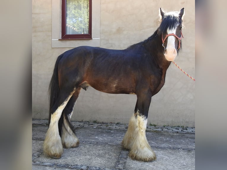 Shirehäst Hingst 8 år 185 cm Brun in Yecla De Yeltes