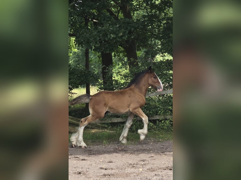 Shirehäst Hingst Föl (05/2024) Brun in Bockhorn