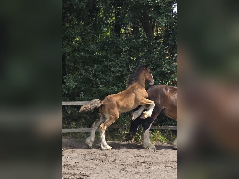 Shirehäst Hingst Föl (05/2024) Brun in Bockhorn