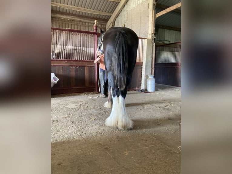 Shirehäst Valack 2 år 173 cm Svart in York