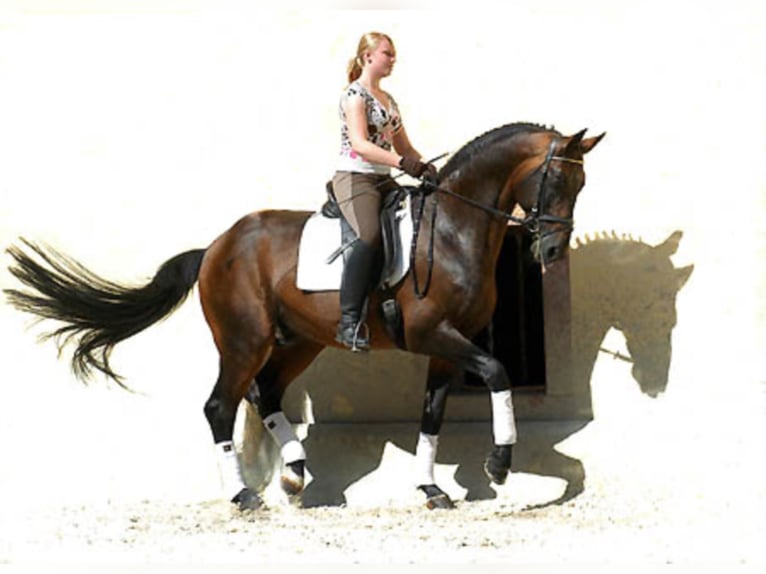 SHOWMASTER Trakehner Hengst in Emmerthal SHOWMASTER Trakehner Hengst in Emmerthal