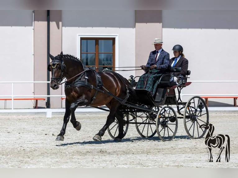 Silesian Gelding 10 years 16,2 hh Brown in Thie&#xDF;en