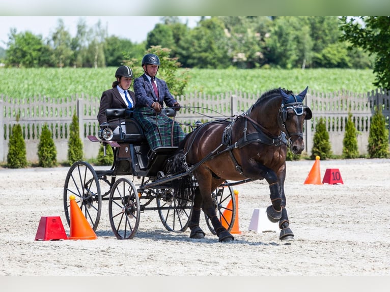 Silesian Gelding 10 years 16,2 hh Brown in Thie&#xDF;en