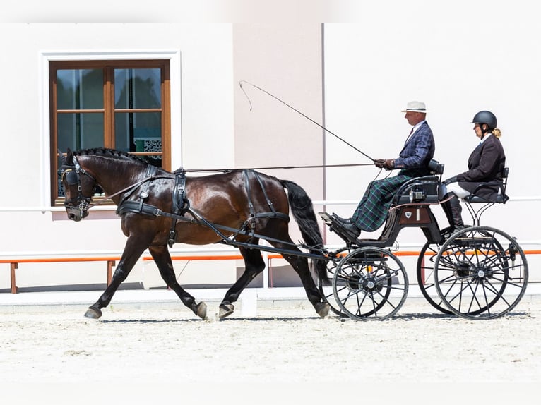 Silesian Gelding 10 years 16,2 hh Brown in Thie&#xDF;en