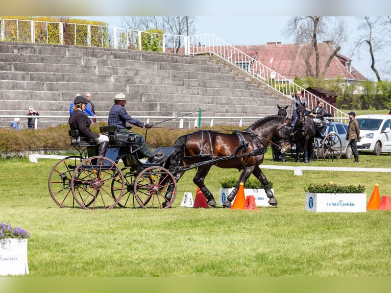 Silesian Gelding 10 years 16,2 hh Brown in Thie&#xDF;en
