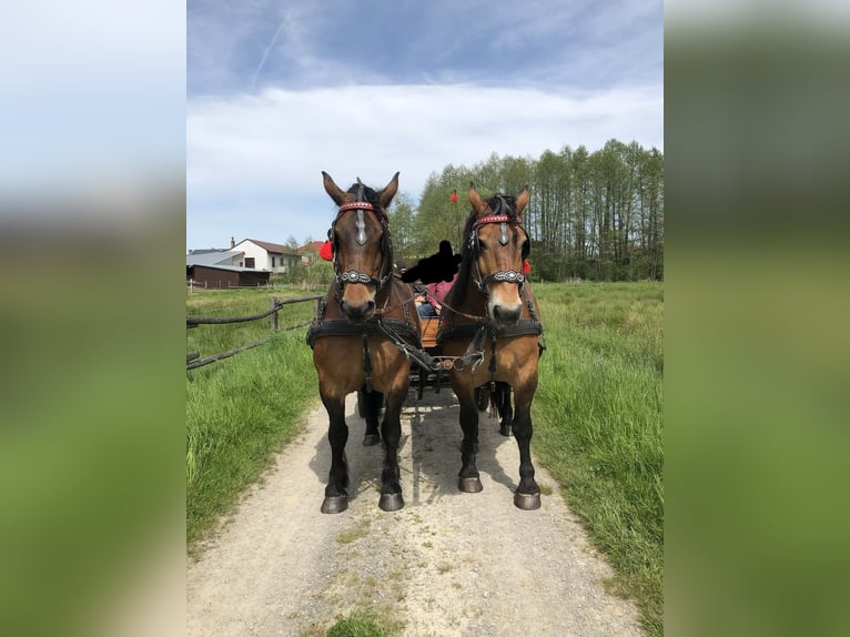 Silesian Gelding 10 years Bay in Kłyżów