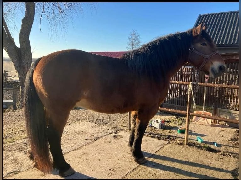 Silesian Gelding 10 years Bay in Kłyżów