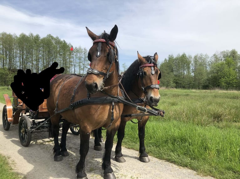 Silesian Gelding 10 years Bay in Kłyżów