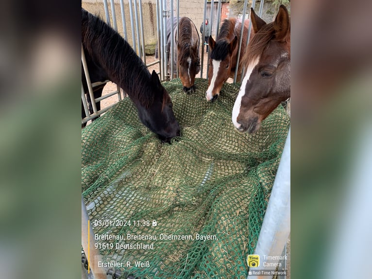 Silesian Gelding 11 years 16,1 hh Black in Obernzenn