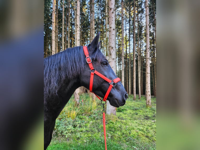 Silesian Gelding 14 years 16 hh Smoky-Black in Gablingen