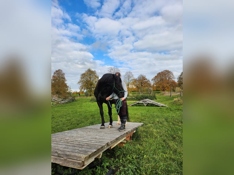 Silesian Gelding 14 years 16 hh Smoky-Black in Gablingen