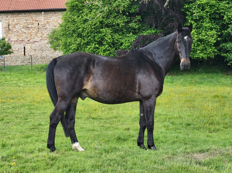Silesian Gelding 16 years 17,2 hh Black in Bochum