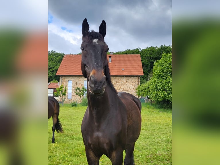 Silesian Gelding 16 years 17,2 hh Black in Bochum