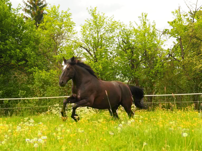 Silesian Mix Gelding 17 years 16 hh Black in Balingen
