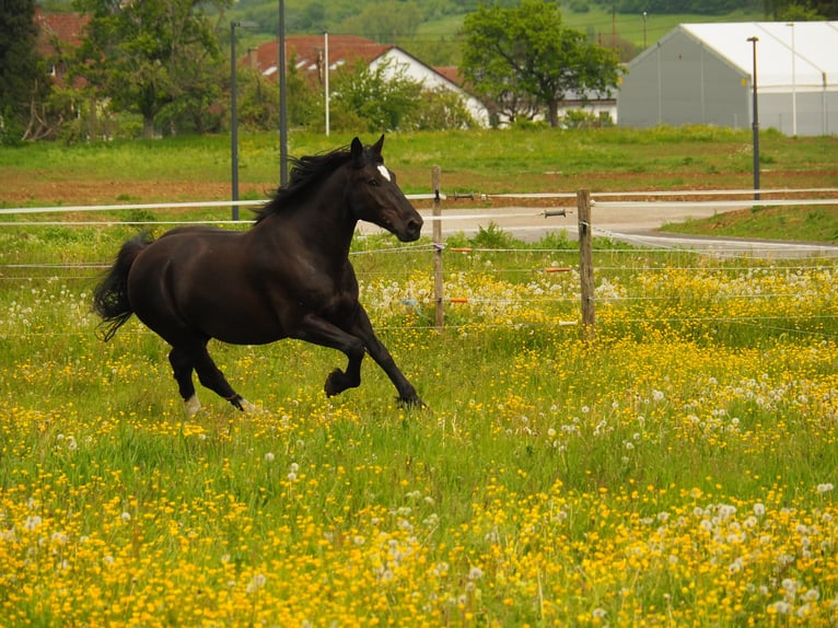 Silesian Mix Gelding 17 years 16 hh Black in Balingen