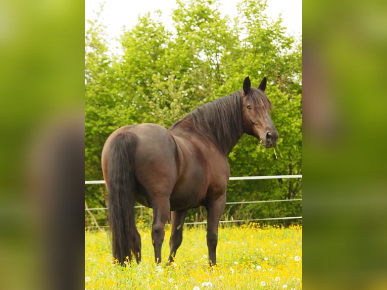 Silesian Mix Gelding 17 years 16 hh Black in Balingen