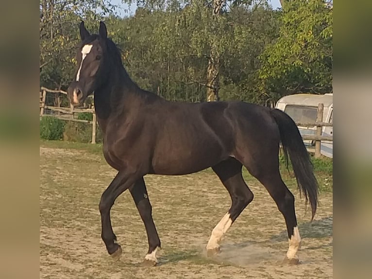 Silesian Gelding 2 years 16,1 hh Black in Wyręba