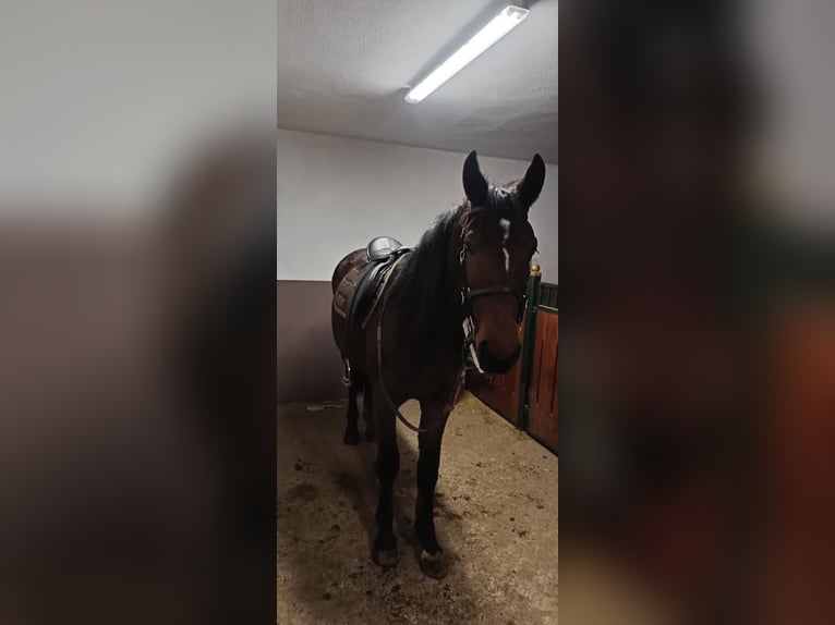 Silesian Mix Gelding 2 years 16 hh Brown in Strzelce Małe