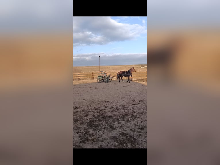 Silesian Mix Gelding 2 years 16 hh Brown in Strzelce Małe