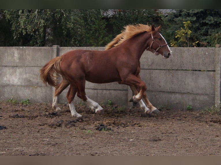 Silesian Gelding 2 years 16 hh Chestnut-Red in Kębłowo