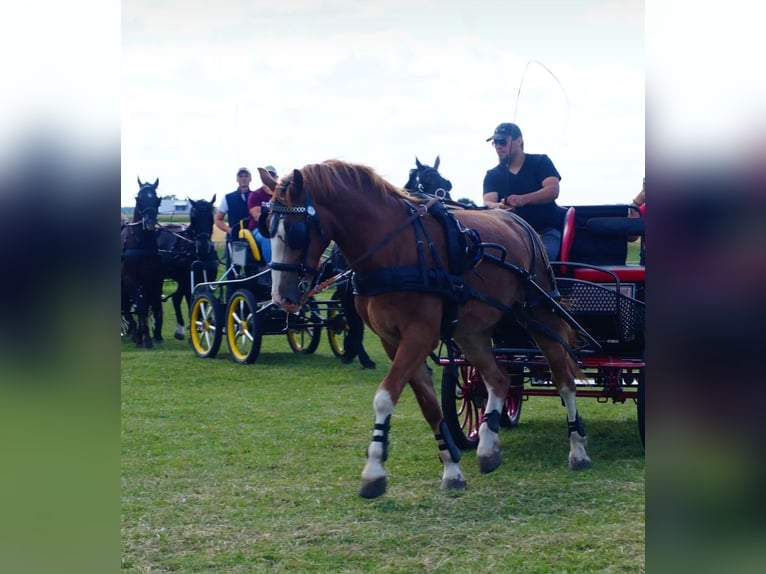 Silesian Gelding 2 years 16 hh Chestnut-Red in Kębłowo