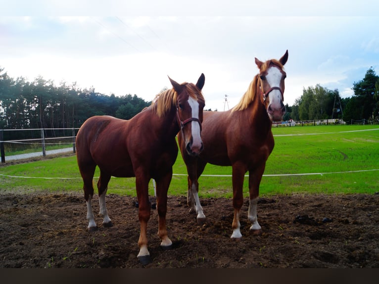 Silesian Gelding 2 years 16 hh Chestnut-Red in Kębłowo