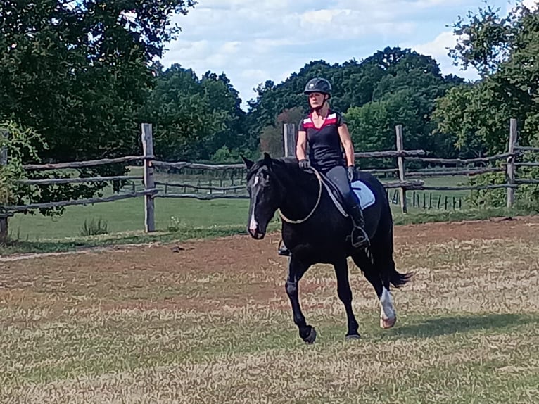 Silesian Gelding 3 years 15,2 hh Black in Leszno Dolne