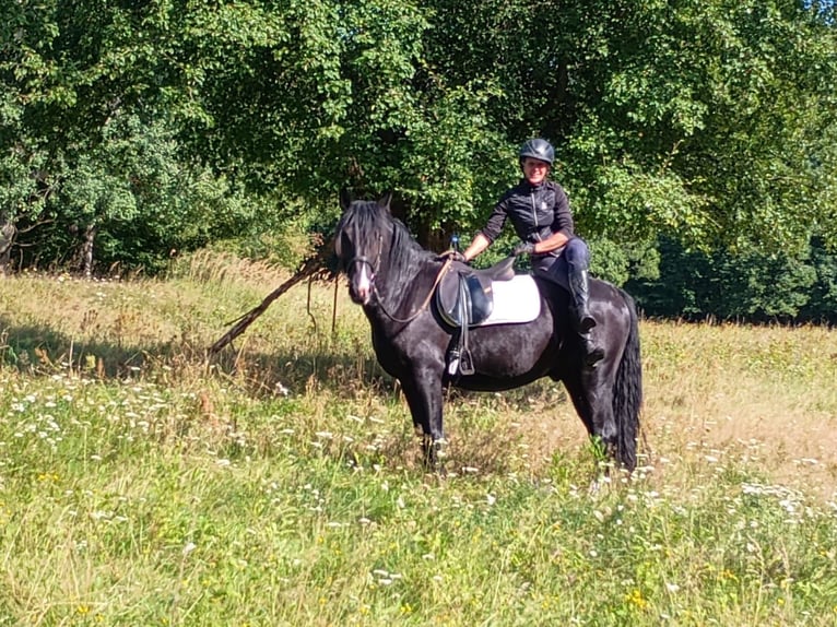 Silesian Gelding 3 years 15,2 hh Black in Leszno Dolne