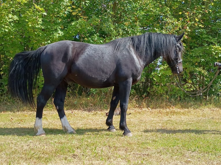 Silesian Gelding 3 years 15,2 hh Black in Leszno Dolne