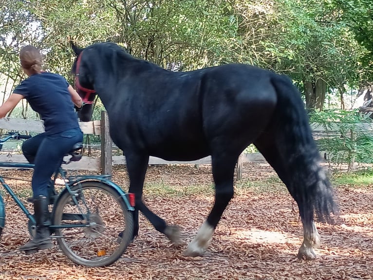 Silesian Gelding 3 years 15,2 hh Black in Leszno Dolne