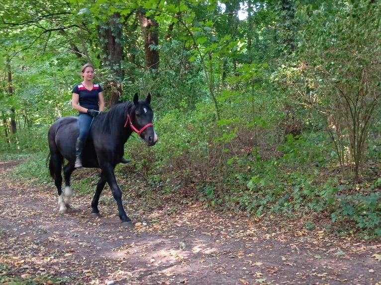 Silesian Gelding 3 years 15,2 hh Black in Leszno Dolne