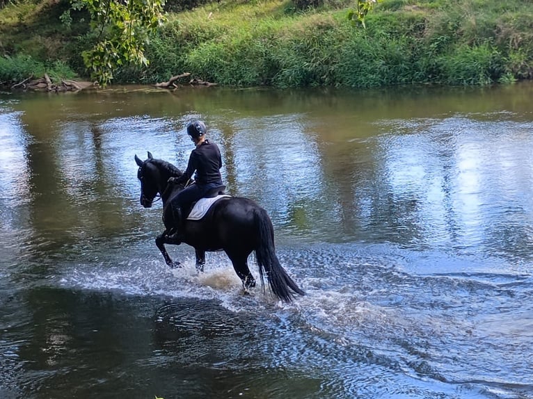Silesian Gelding 3 years 15,2 hh Black in Leszno Dolne