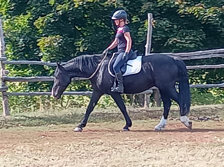 Silesian Gelding 3 years 15,2 hh Black in Leszno Dolne