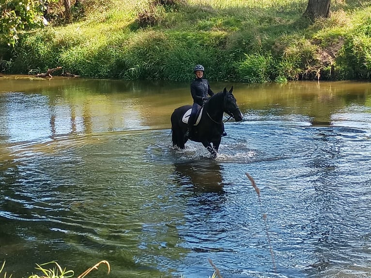 Silesian Gelding 3 years 15,2 hh Black in Leszno Dolne