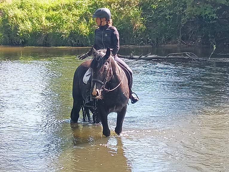 Silesian Gelding 3 years 15,2 hh Black in Leszno Dolne