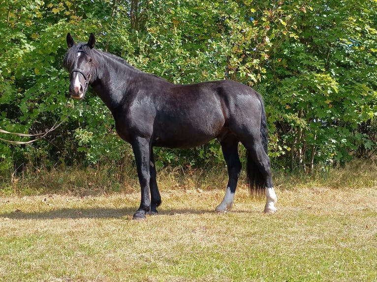 Silesian Gelding 3 years 15,2 hh Black in Leszno Dolne