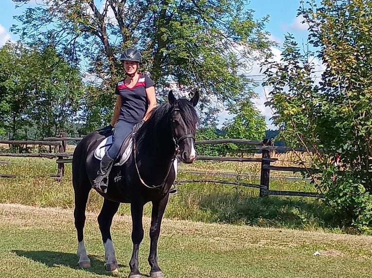 Silesian Gelding 3 years 15,2 hh Black in Leszno Dolne