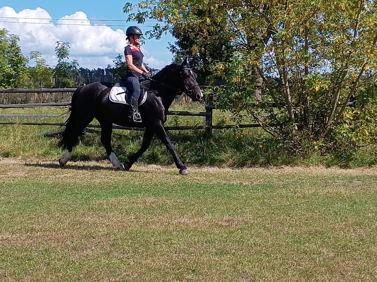 Silesian Gelding 3 years 15,2 hh Black in Leszno Dolne