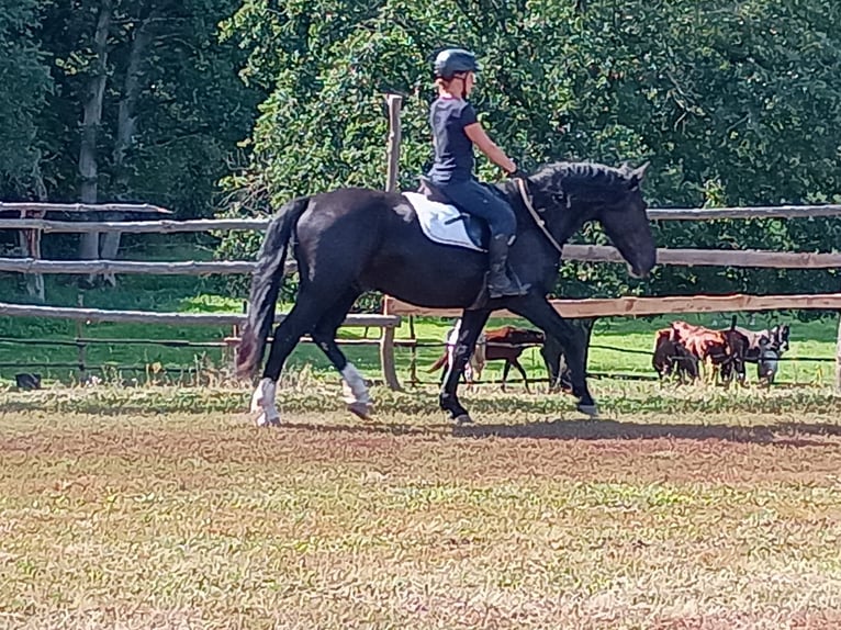 Silesian Gelding 3 years 15,2 hh Black in Leszno Dolne