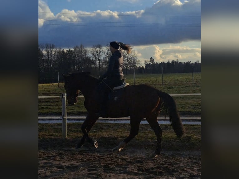Silesian Mix Gelding 3 years 15,2 hh Brown in Wiesengrund